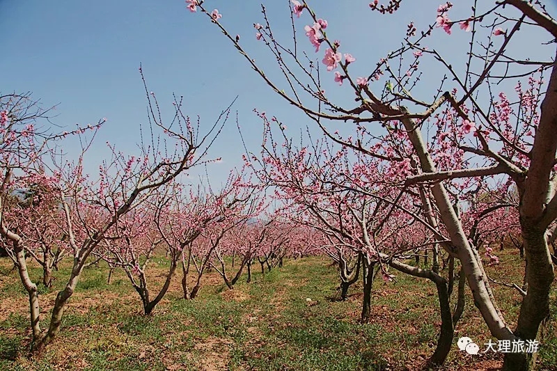 十里桃林