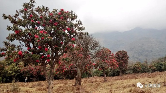 杜鹃花开的马鹿塘