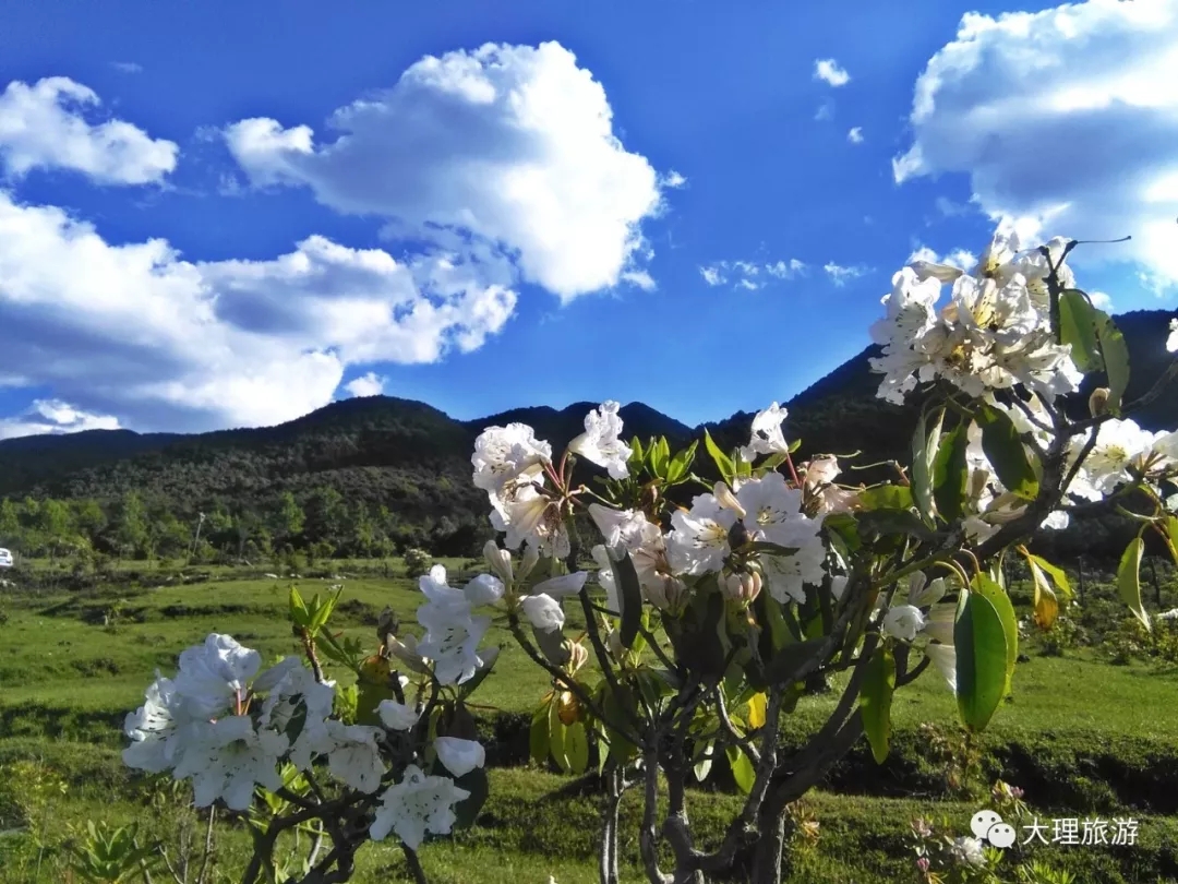 花甸坝的白杜鹃