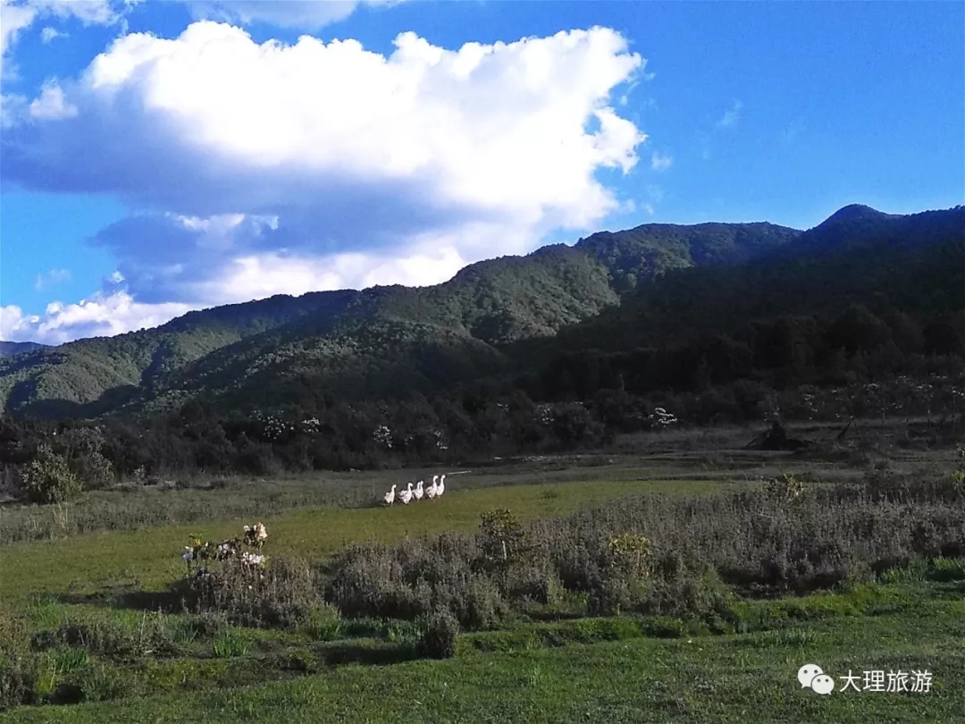 七只奔向云朵的鹅