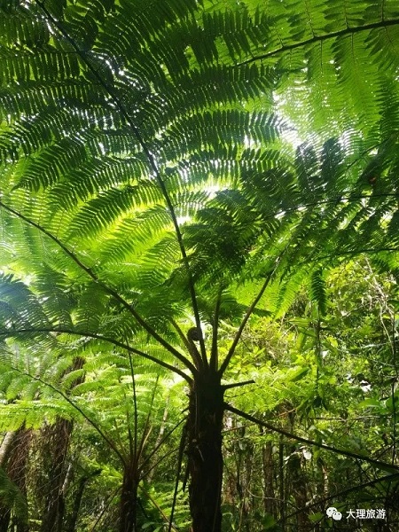 普洱国家森林公园的小可爱们
