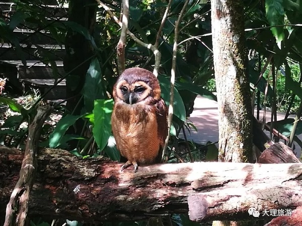 普洱国家森林公园的小可爱们