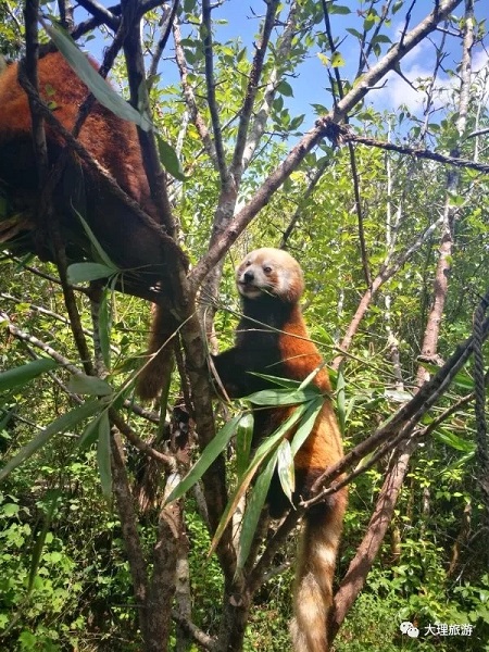 普洱国家森林公园的小可爱们