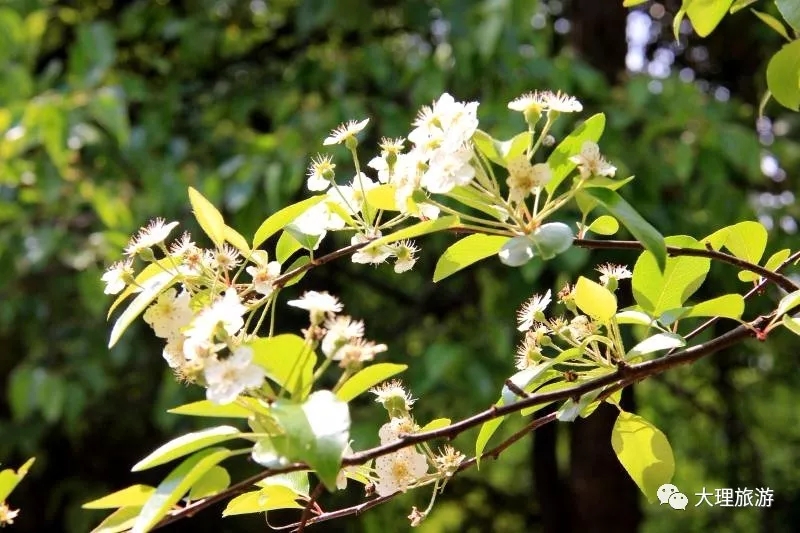 梨花开得正好,你在哪里