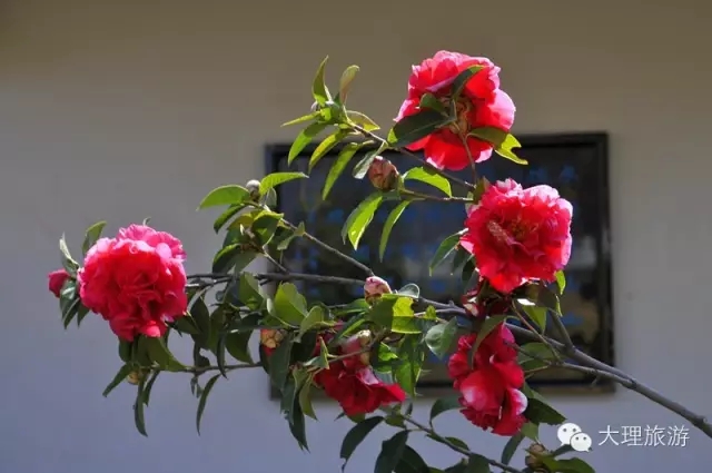 大理茶花 章鹍 摄