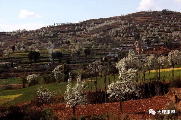 小村北面的梨花正在开放